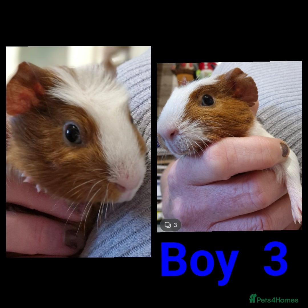 Guinea Pig rodents for sale: Male Guinea pig - Image 3