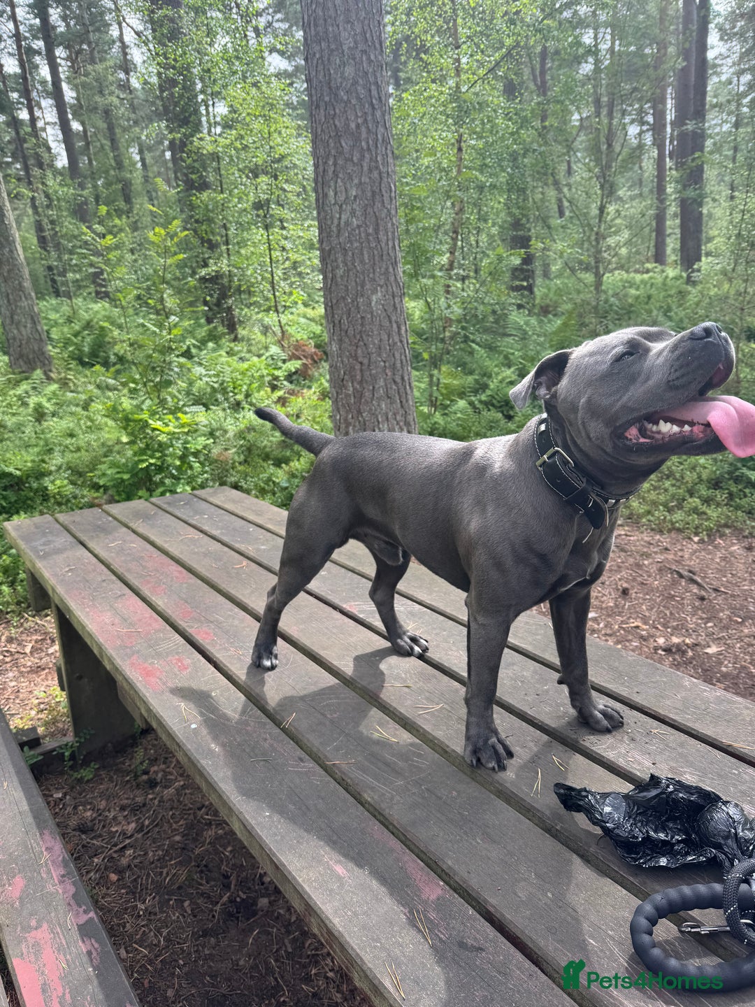 Staffordshire Bull Terrier dogs for stud: Blue staffy for stud - Image 2