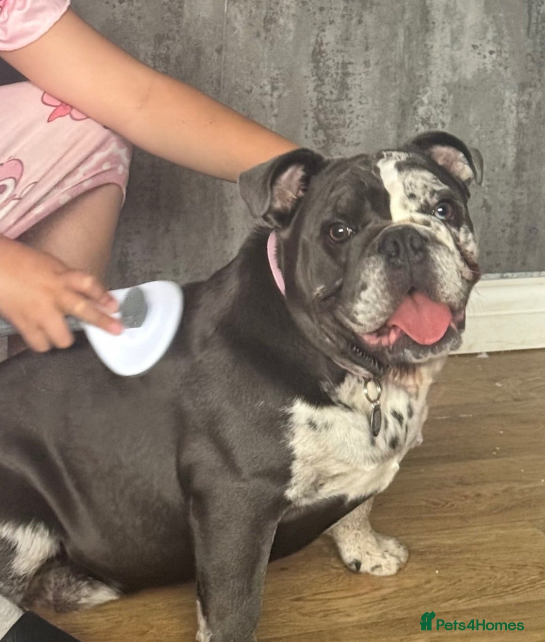 English Bulldog dogs Bulldog  - Advert 8