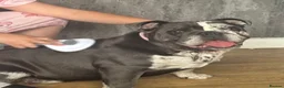 English Bulldog dogs for sale: Bulldog  - Advert 1