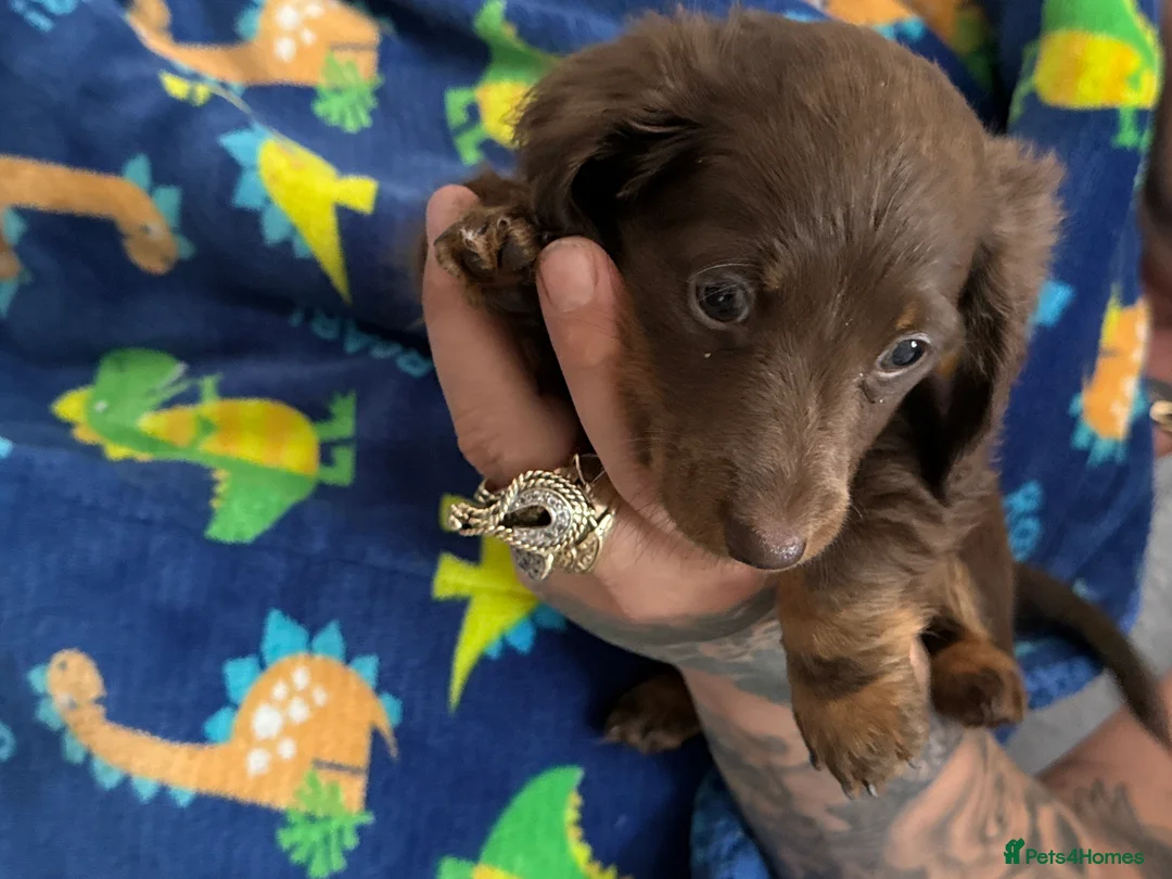 Dachshund dogs for sale: Lovely dogs waiting for there new loving home  in Maldon - Advert 2