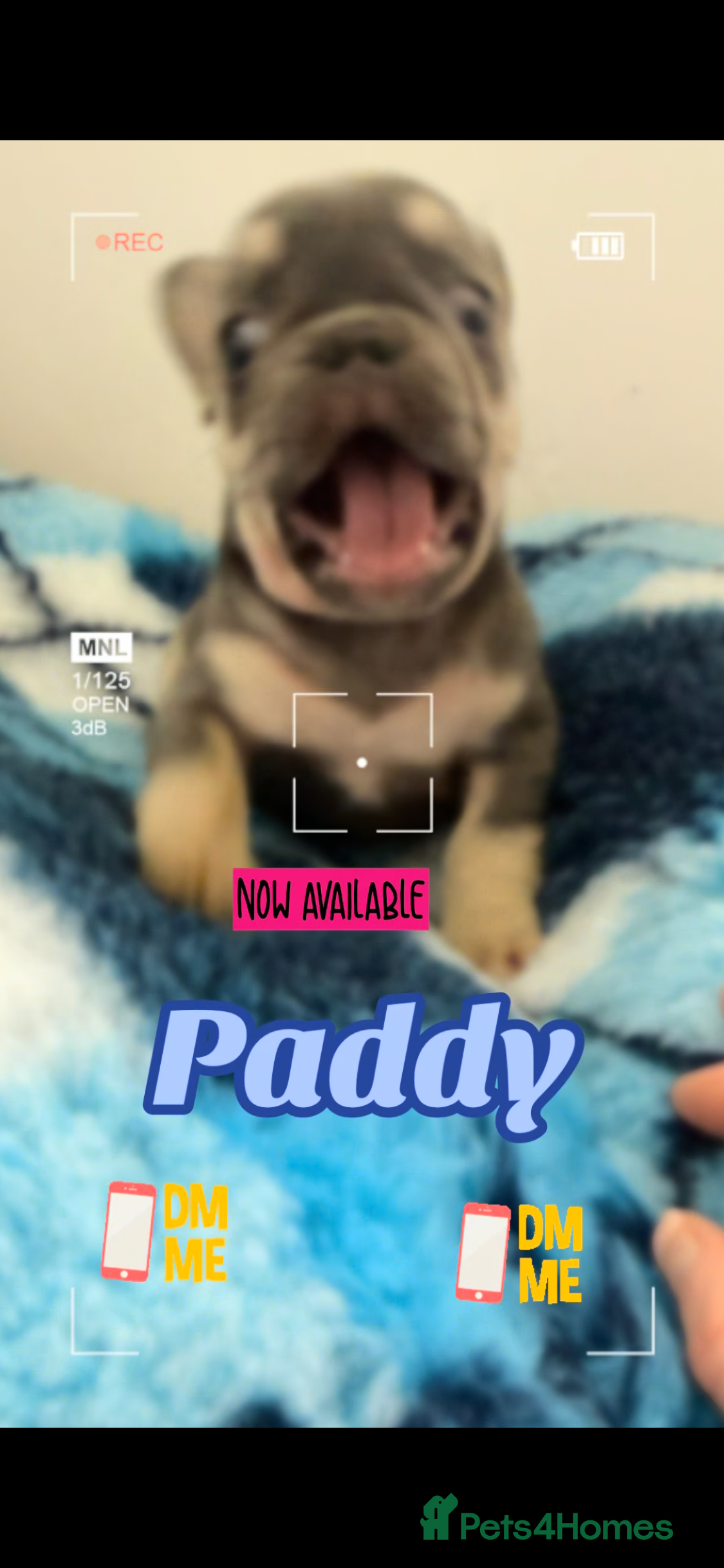 French Bulldog dogs ⭐️Gorgeous French Bulldog Puppies⭐️ - Advert 5