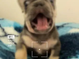 French Bulldog dogs ⭐️Gorgeous French Bulldog Puppies⭐️ - Advert 1