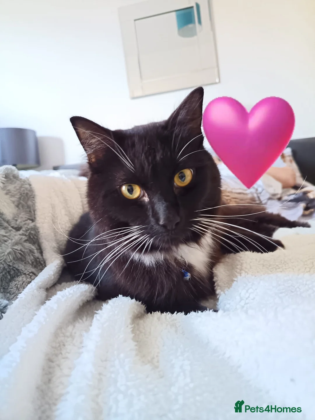 Mixed Breed cats for sale: Two male cats  - Advert 2