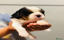 Cavalier King Charles Spaniel dogs for sale: 🐶 Beautiful Cavalier King Charles Puppies - Image 8