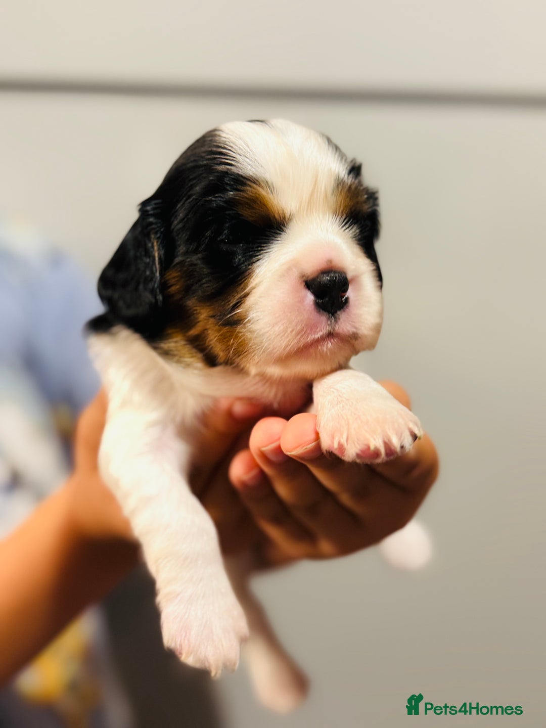 Cavalier King Charles Spaniel dogs for sale: 🐶 Beautiful Cavalier King Charles Puppies - Image 8