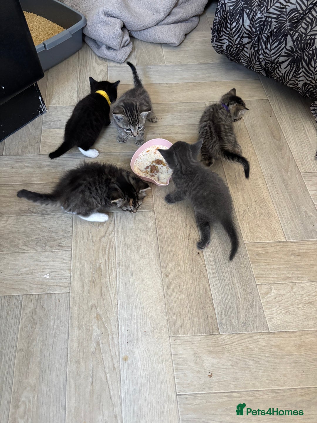 British Shorthair cats for sale: Kittens for sale  - Image 3