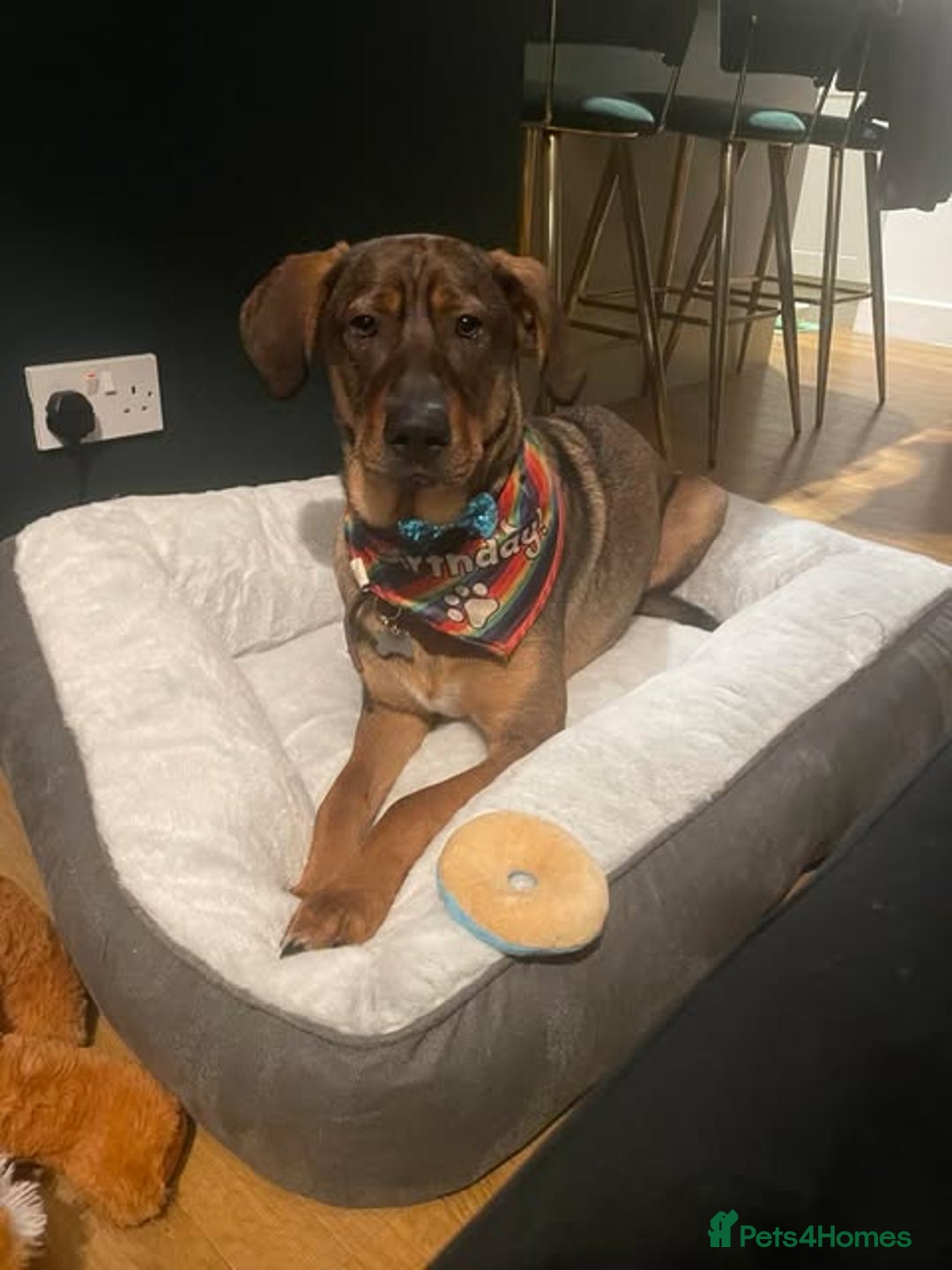 Mixed Breed dogs for adoption: Handsome, lovable Harry - Image 1