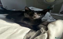 Domestic Shorthair cats for sale: female black kitten  - Image 3