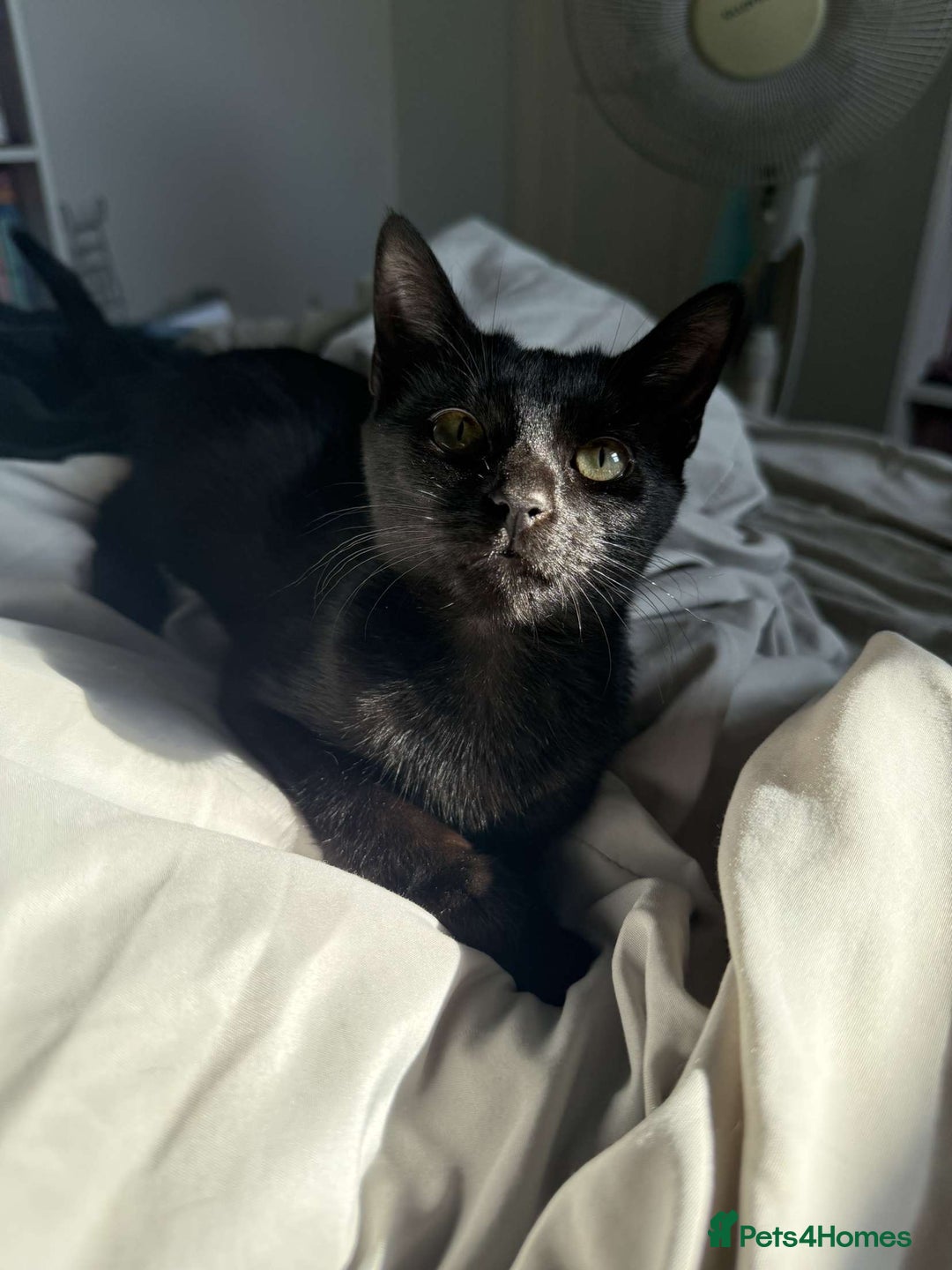 Domestic Shorthair cats for sale: female black kitten  - Image 3