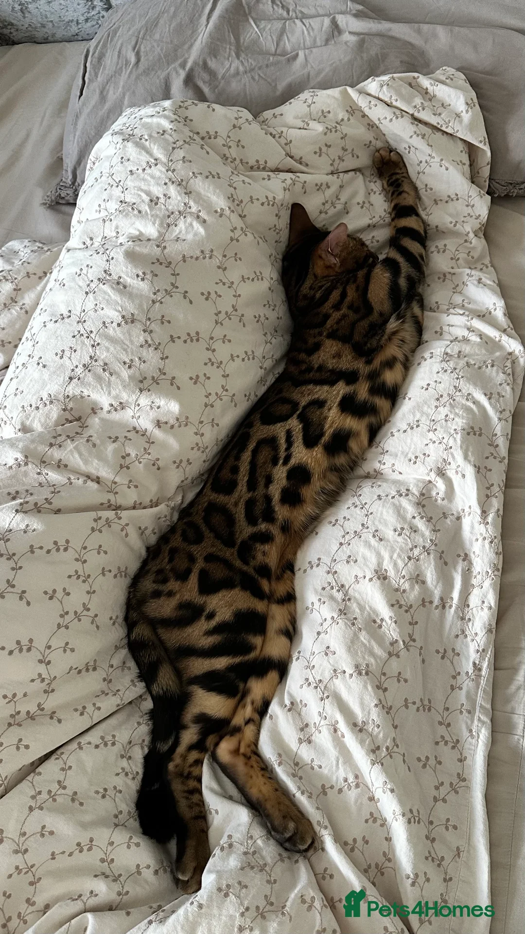 Bengal cats for sale: Looking for a loving forever home for Rusik - Advert 9