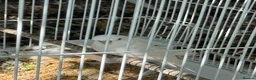 Cockatiels birds for sale: Young beautiful and healthy cocktails and budgies  - Advert 6