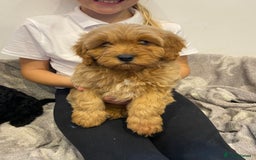 Cavapoochon dogs for sale: Gorgeous litter of Cavapoochon  - Image 6
