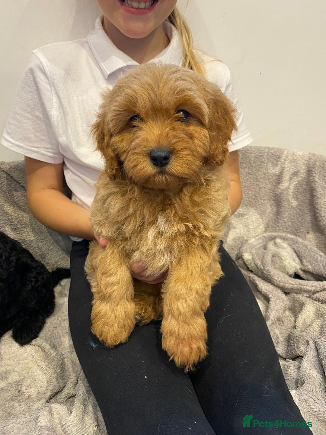 Cavapoochon dogs for sale: Gorgeous litter of Cavapoochon  - Image 6