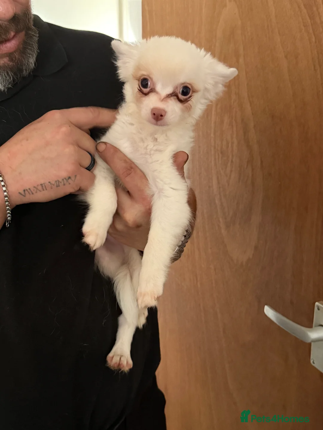 Chihuahua dogs for sale: 3 adorable chihuahuas for sale - Advert 2