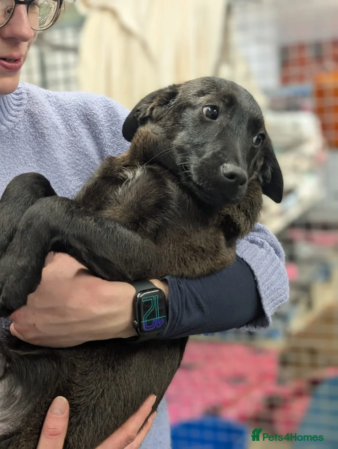 Mixed Breed dogs for adoption: Diesel - In Ayr Looking for a home - Advert 4