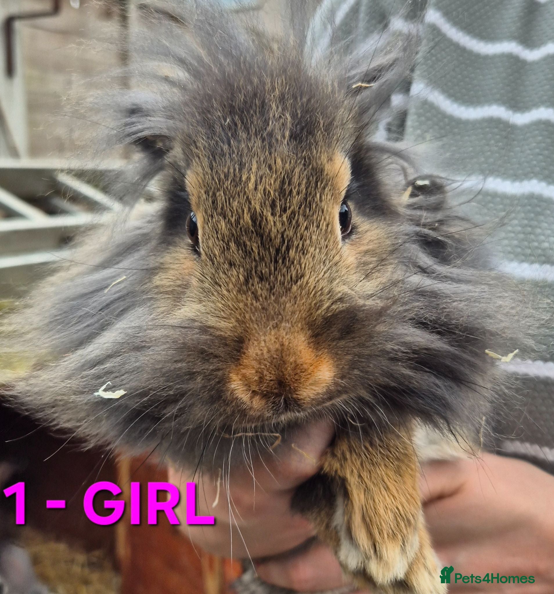 Mixed Breed rabbits Bunnies for sale - Advert 3