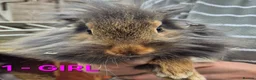 Mixed Breed rabbits for sale: Bunnies for sale in Cannock - Advert 1