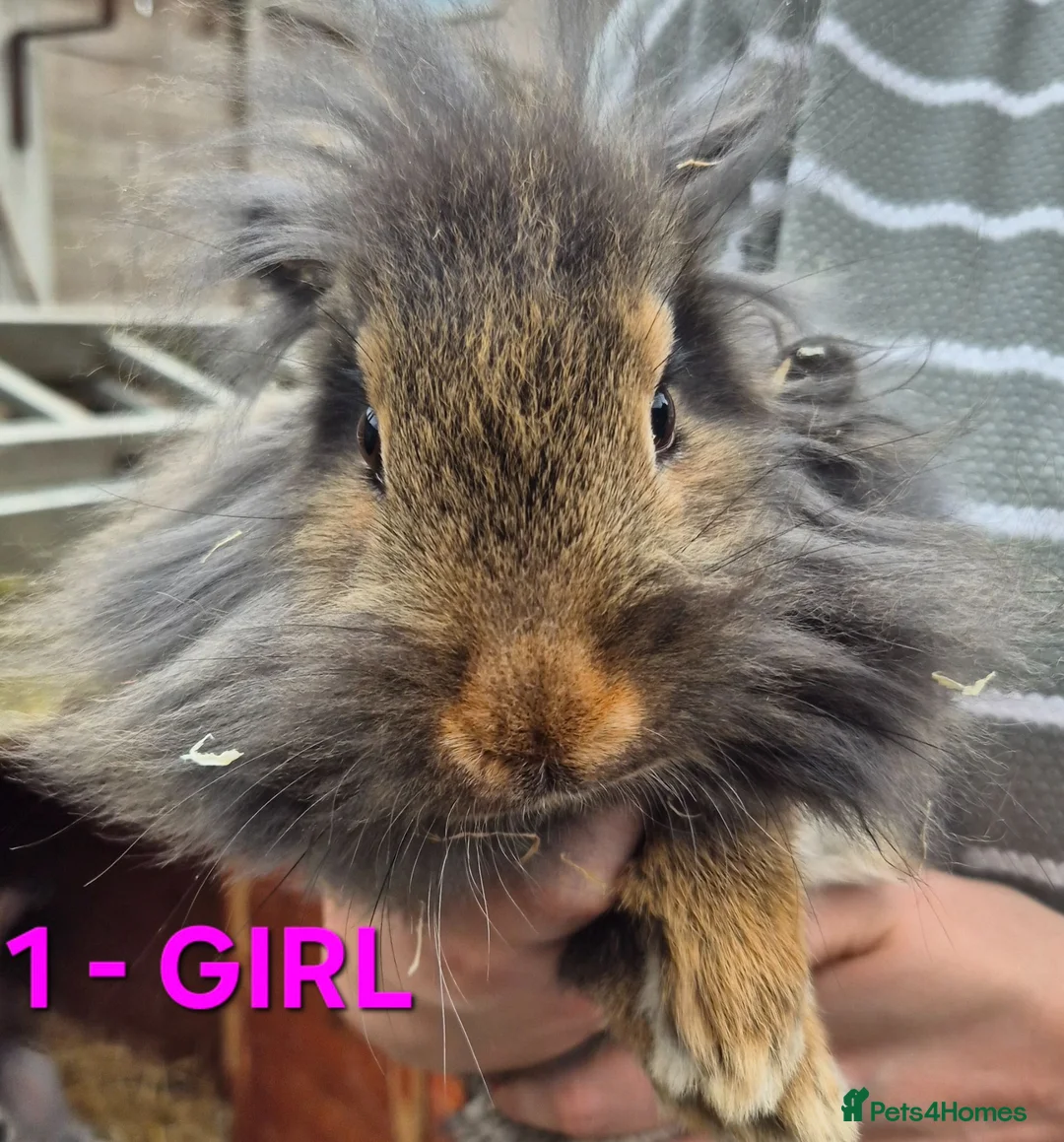 Mixed Breed rabbits for sale: Bunnies for sale in Cannock - Advert 1