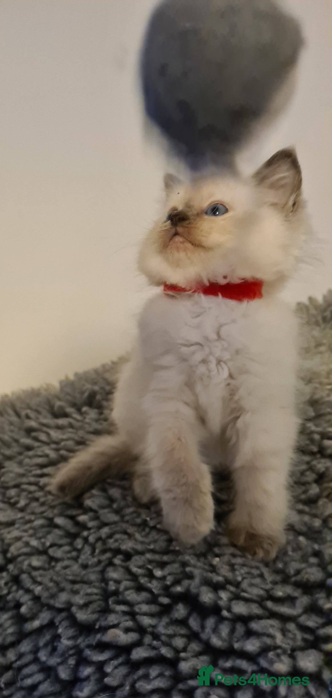 Ragdoll cats for sale: Ragdoll kitten Full Pedigree Beautiful Chunky Boys - Image 3
