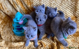 British Shorthair cats for sale: GCCF registered ChampionBloodline 5GENpedigree BSH - Image 7