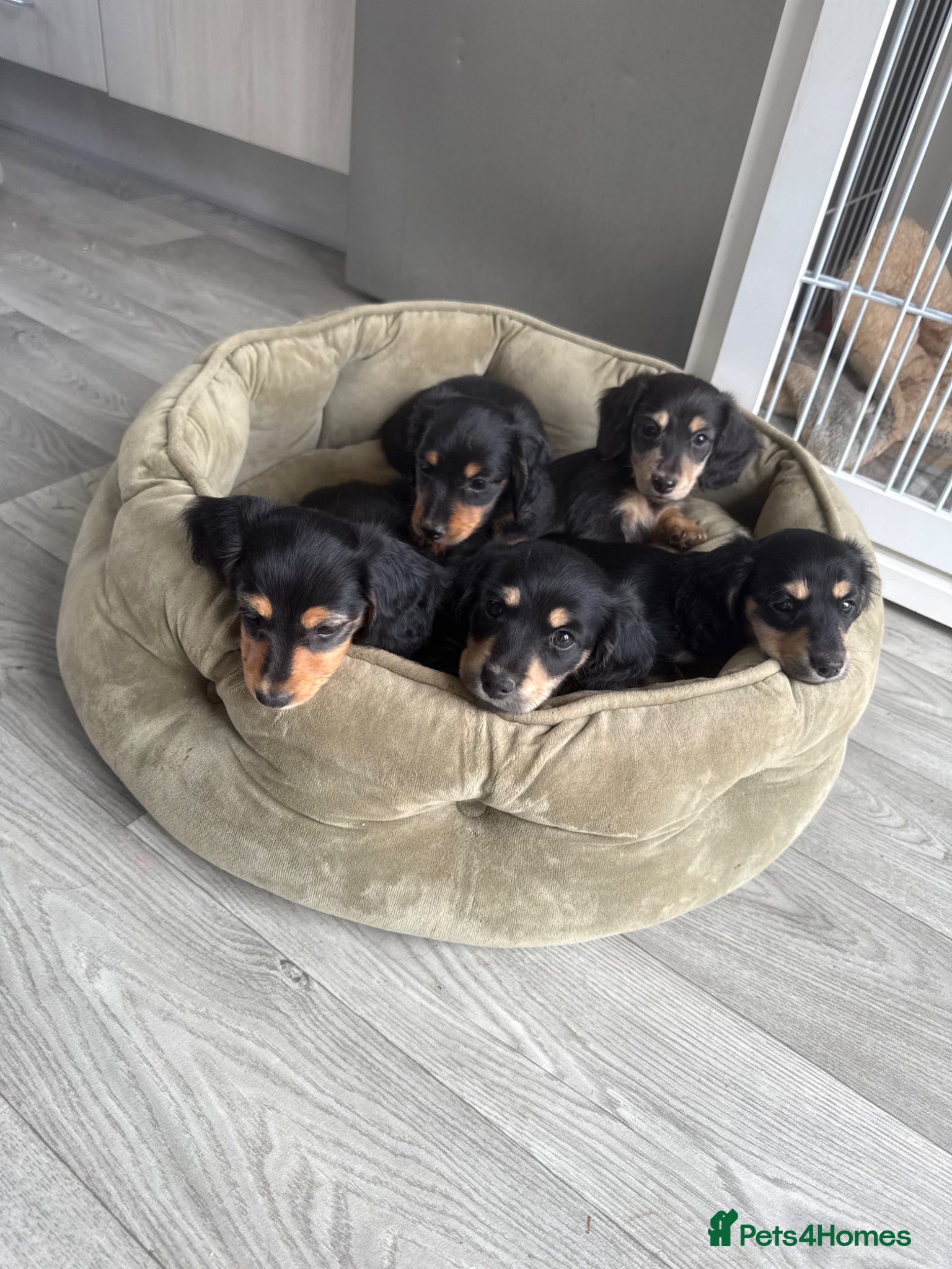 Miniature Dachshund dogs 🌟🐶KC Long-Haired Miniature Dachshund Puppies🐶🌟 - Advert 6