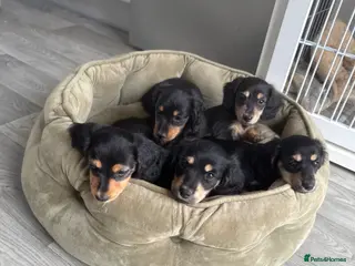 Miniature Dachshund dogs 🌟🐶KC Long-Haired Miniature Dachshund Puppies🐶🌟 - Advert 4