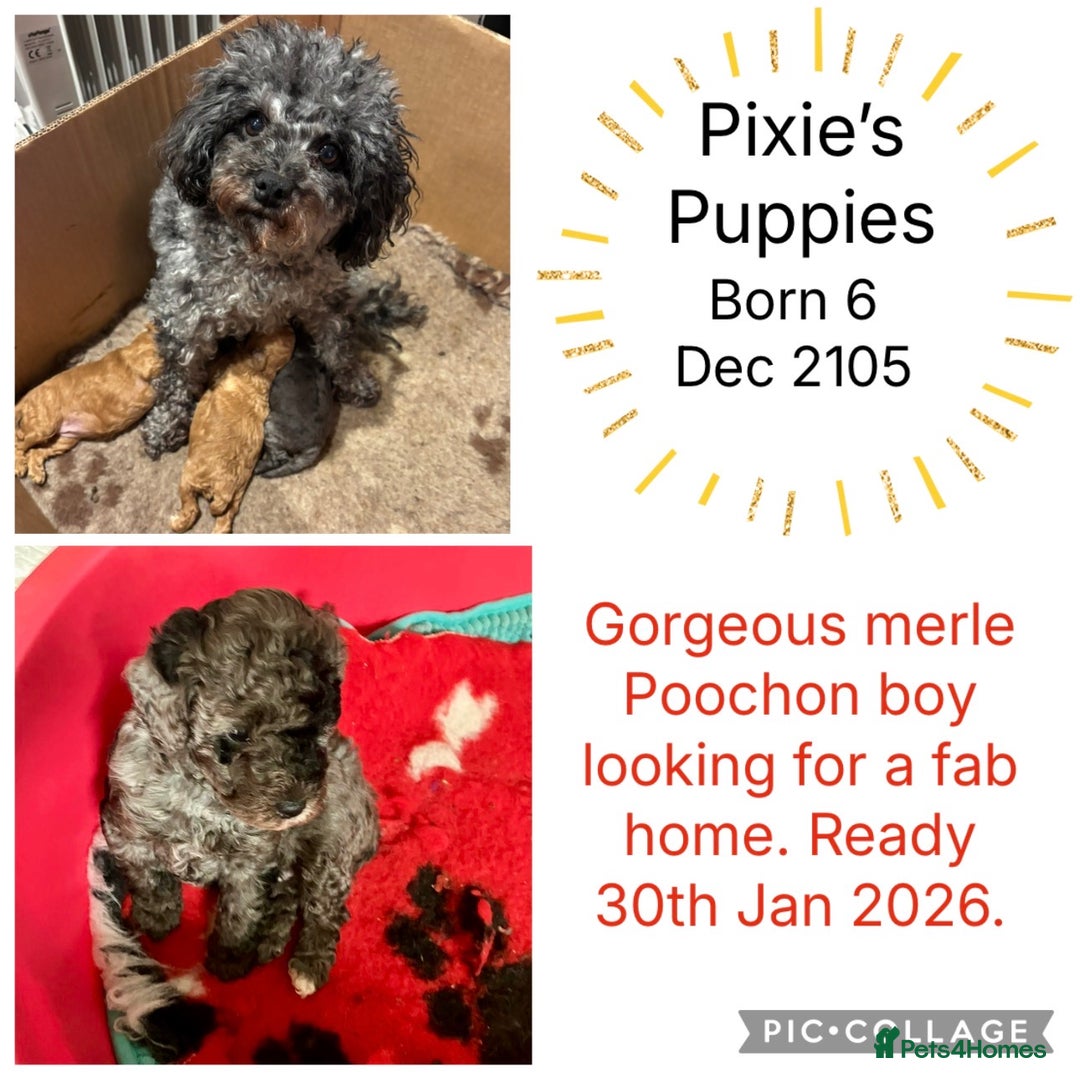 Poochon dogs for sale: Gorgeous Merle boy Poochon Puppy - Advert 9