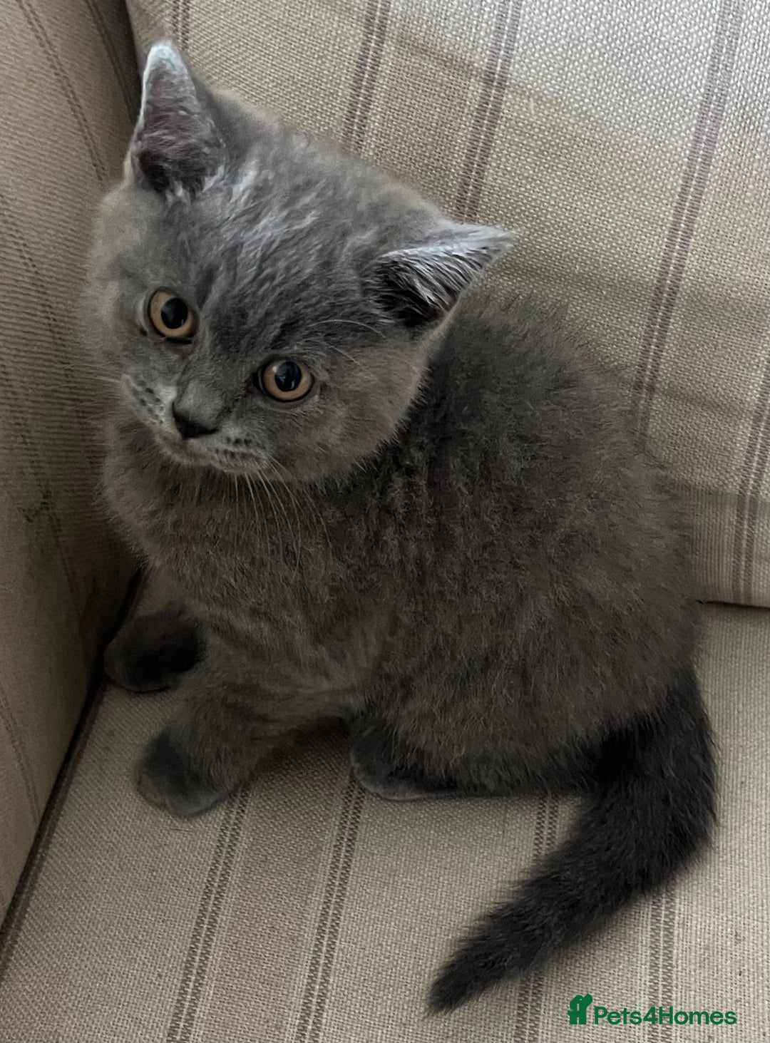 British Shorthair cats for sale: Blue British shorthairs 1 boy 2 girls ready now!! - Image 4