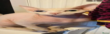 Sphynx 1