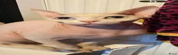 Sphynx cats for sale: Young female neutered sphynx cat for sale - Advert 2