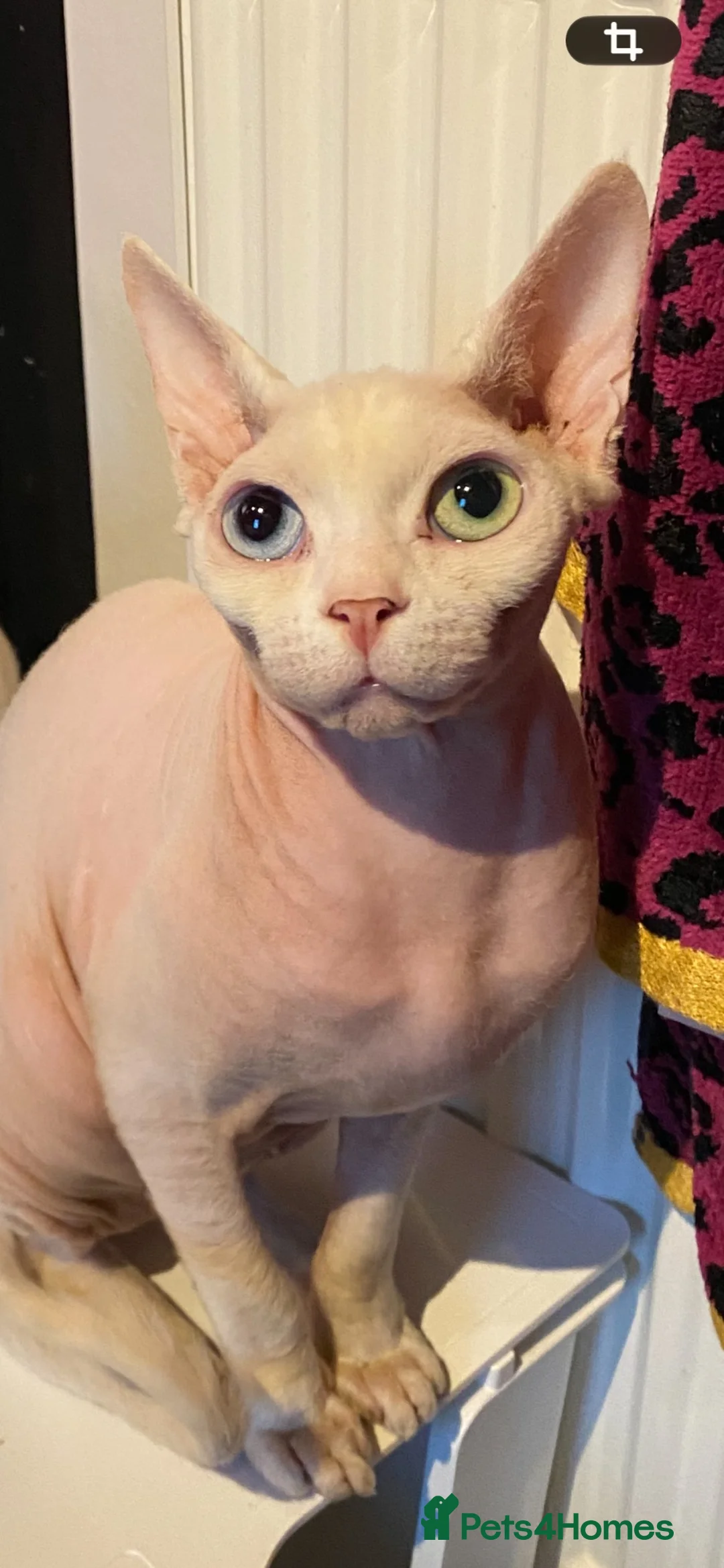 Sphynx cats for sale: Young female neutered sphynx cat for sale - Advert 2