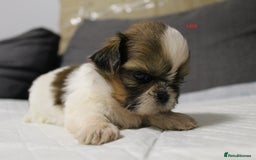 Shih Tzu dogs for sale: LOVELY SHIH TZU PUPPIES  - Image 8