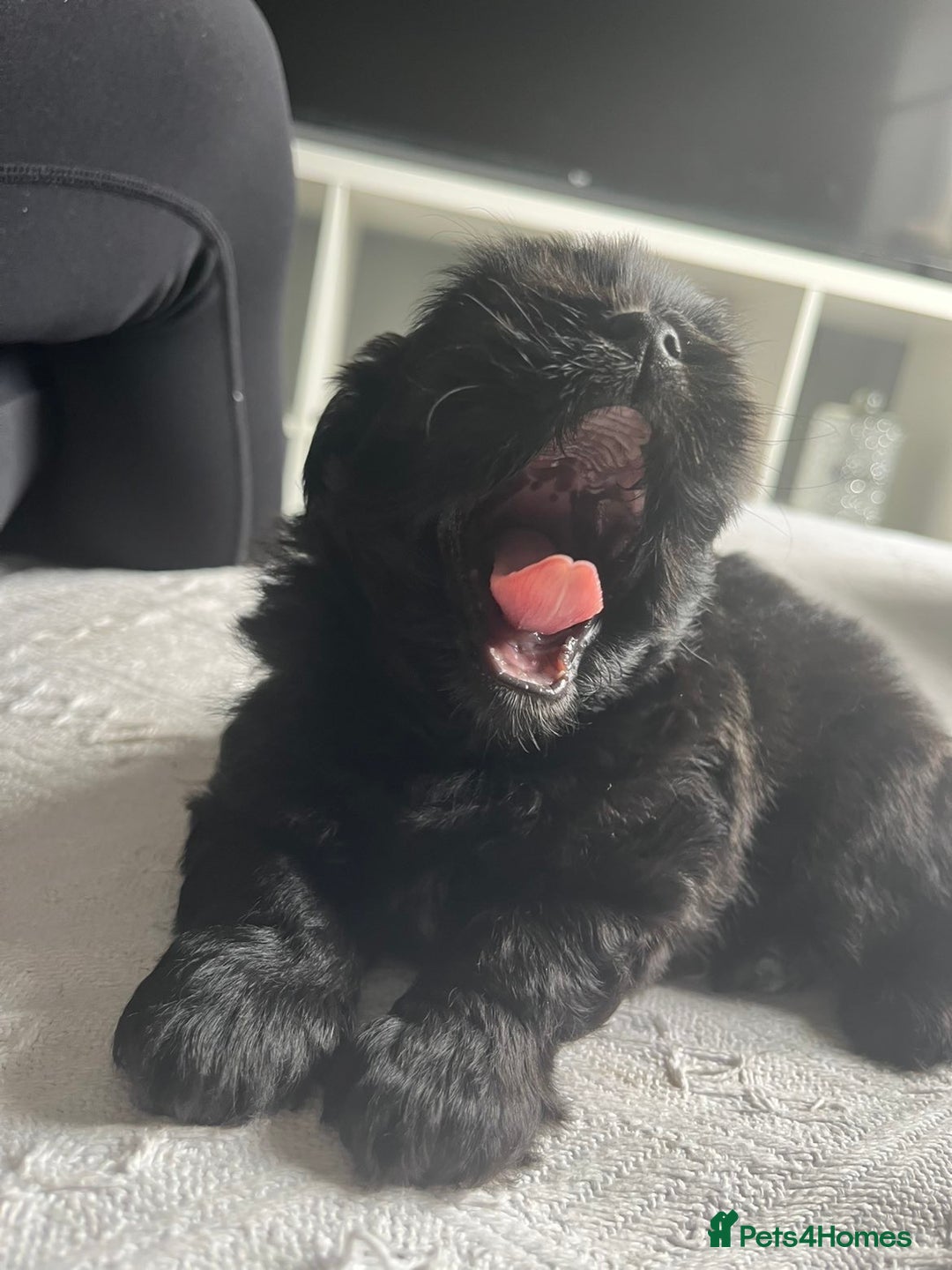 Shih Tzu dogs for sale: Bear 🐻  - Image 3