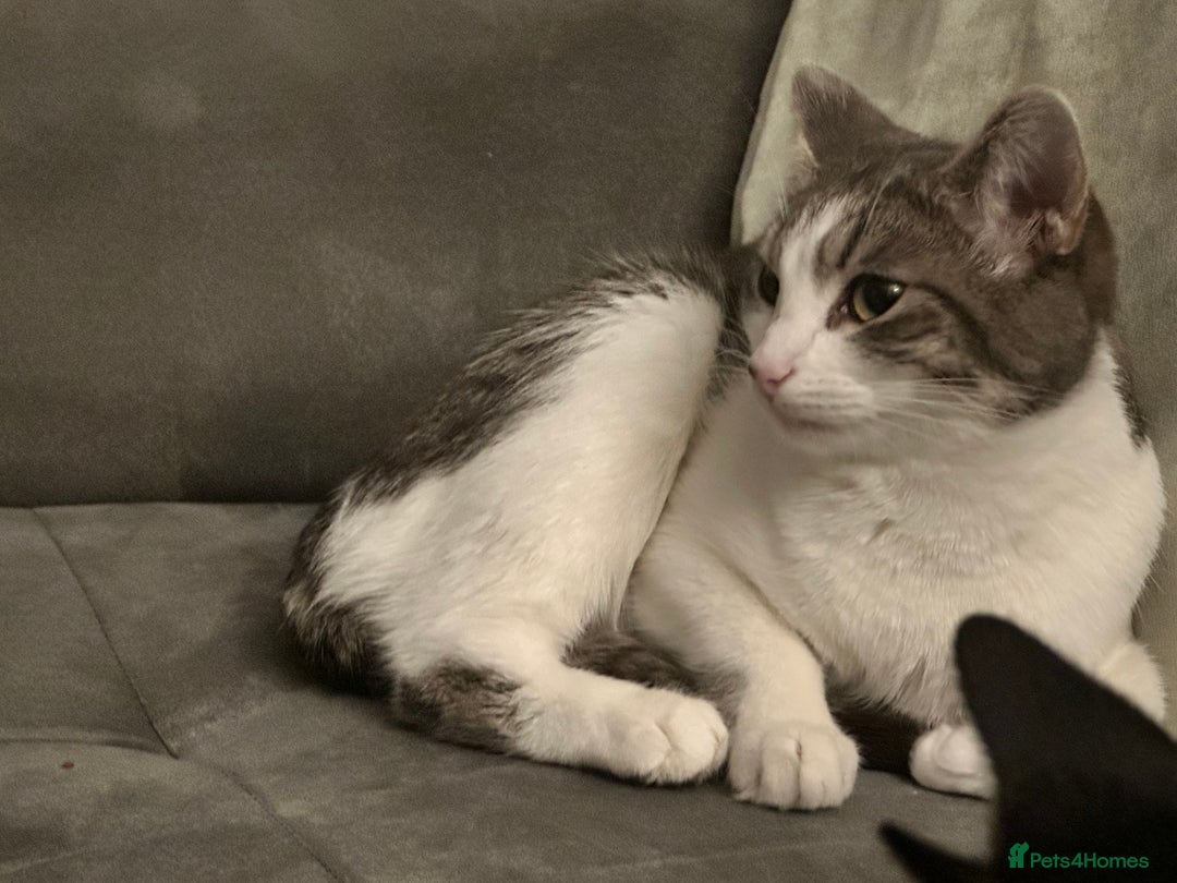 British Shorthair cats for sale: Two British short haired cats for sale  - Advert 8