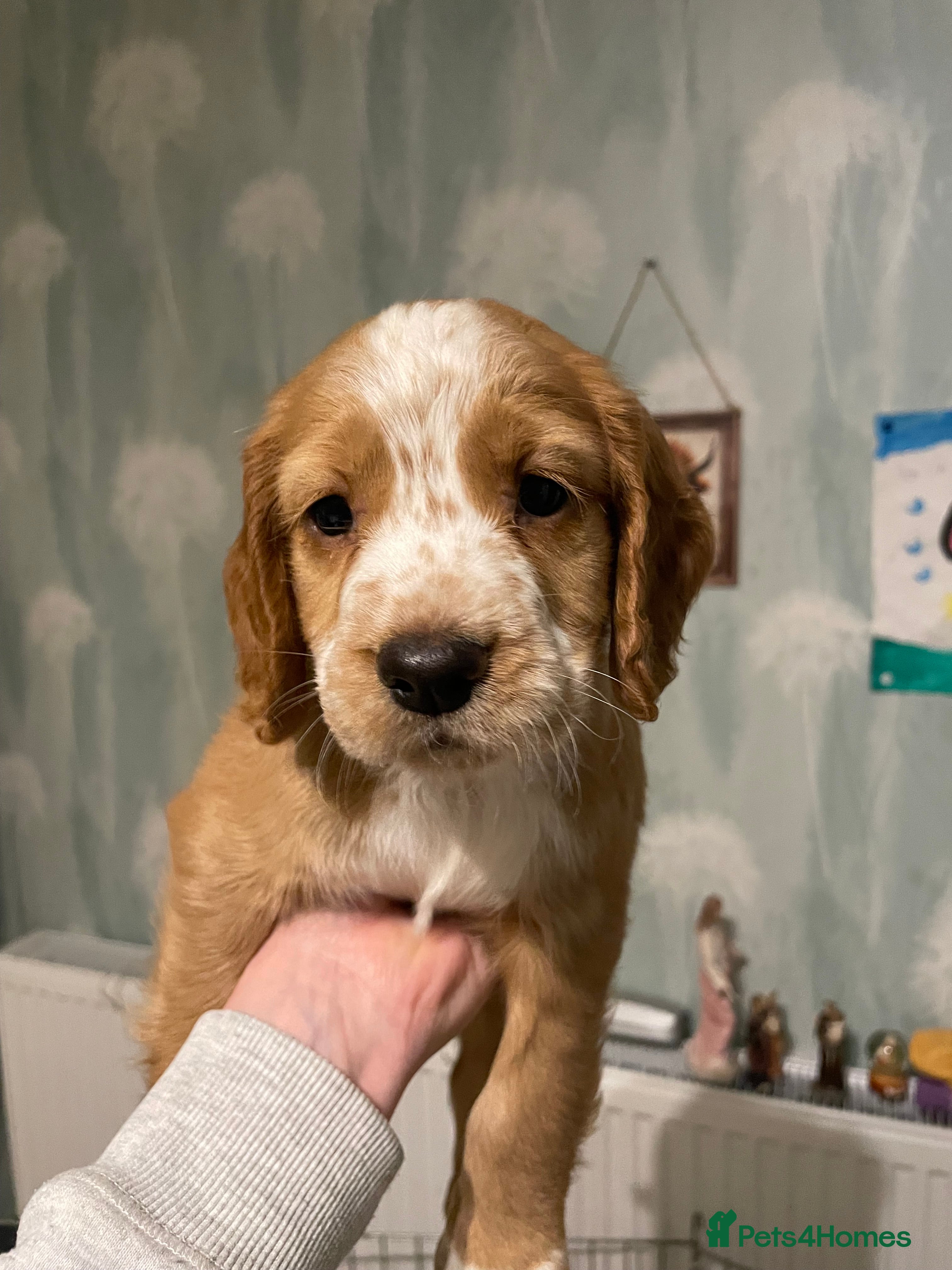 Cocker Spaniel dogs Cocker Spaniel Puppies - Advert 9