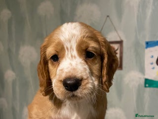 Cocker Spaniel dogs Cocker Spaniel Puppies - Advert 9