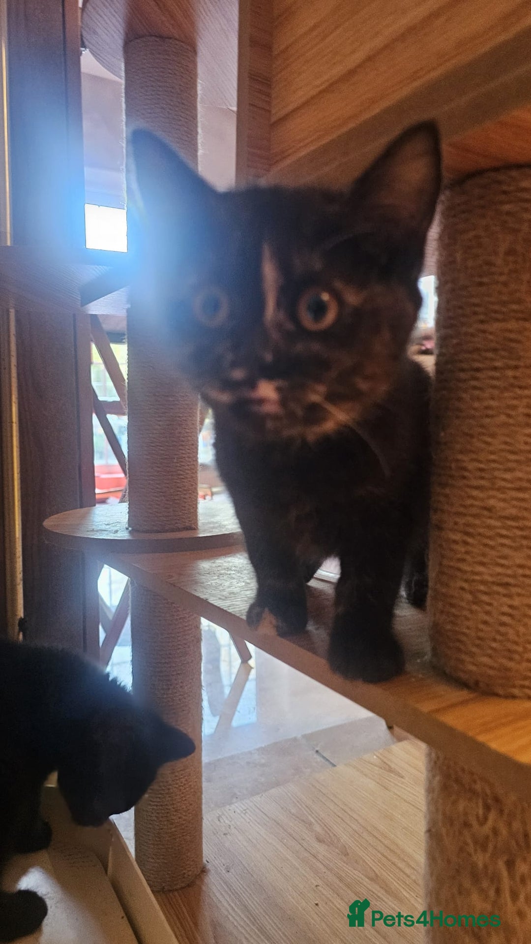 British Shorthair cats for sale: Gorgeous British Shorthair Kittens Ready Now! - Advert 7