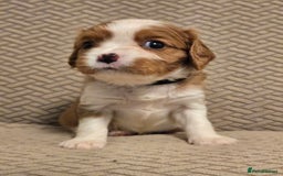 Cavalier King Charles Spaniel dogs for sale: Gorgeous KC Reg Cavalier Puppies  - Image 6
