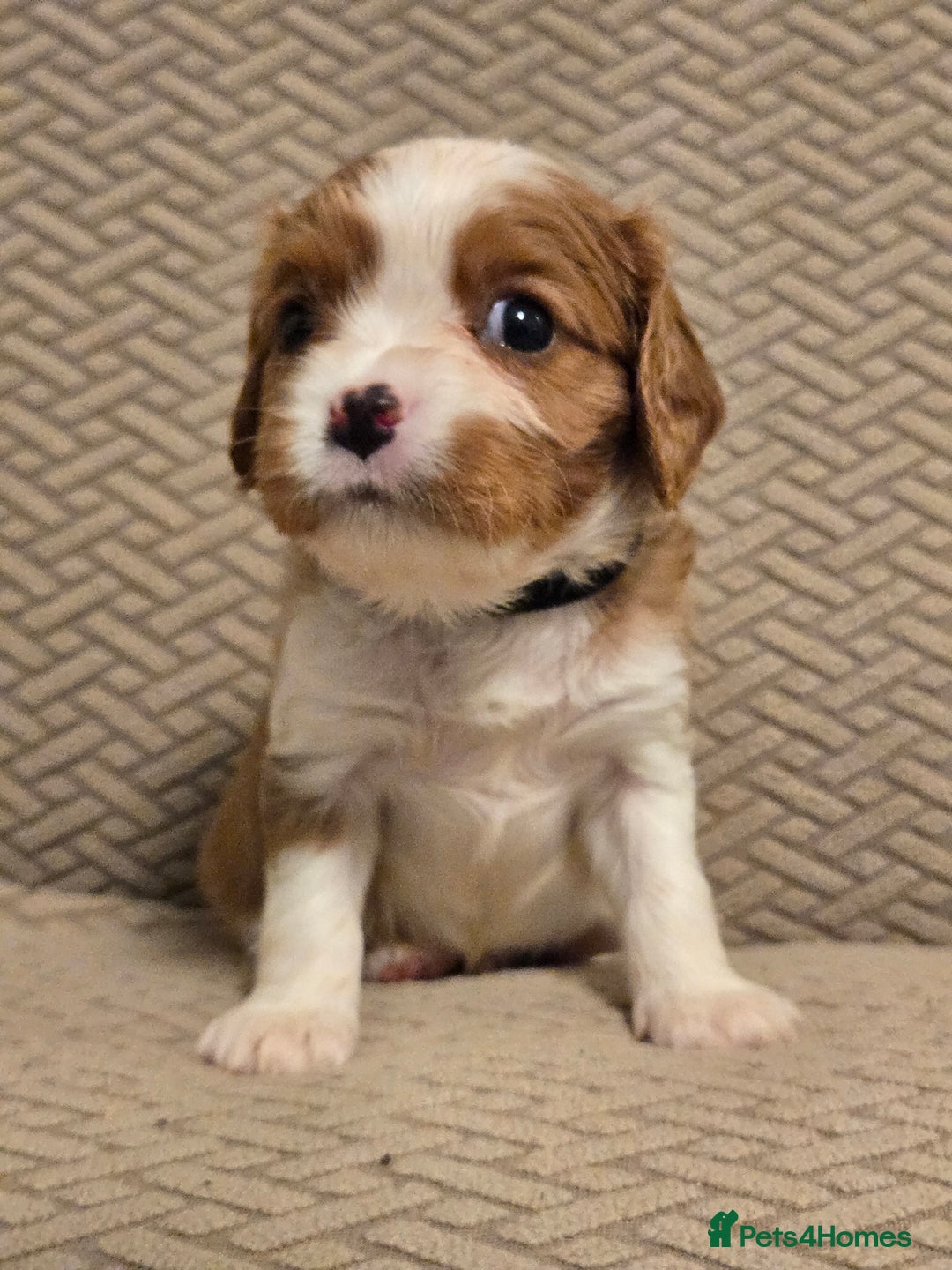 Cavalier King Charles Spaniel dogs for sale: Gorgeous KC Reg Cavalier Puppies  - Image 6