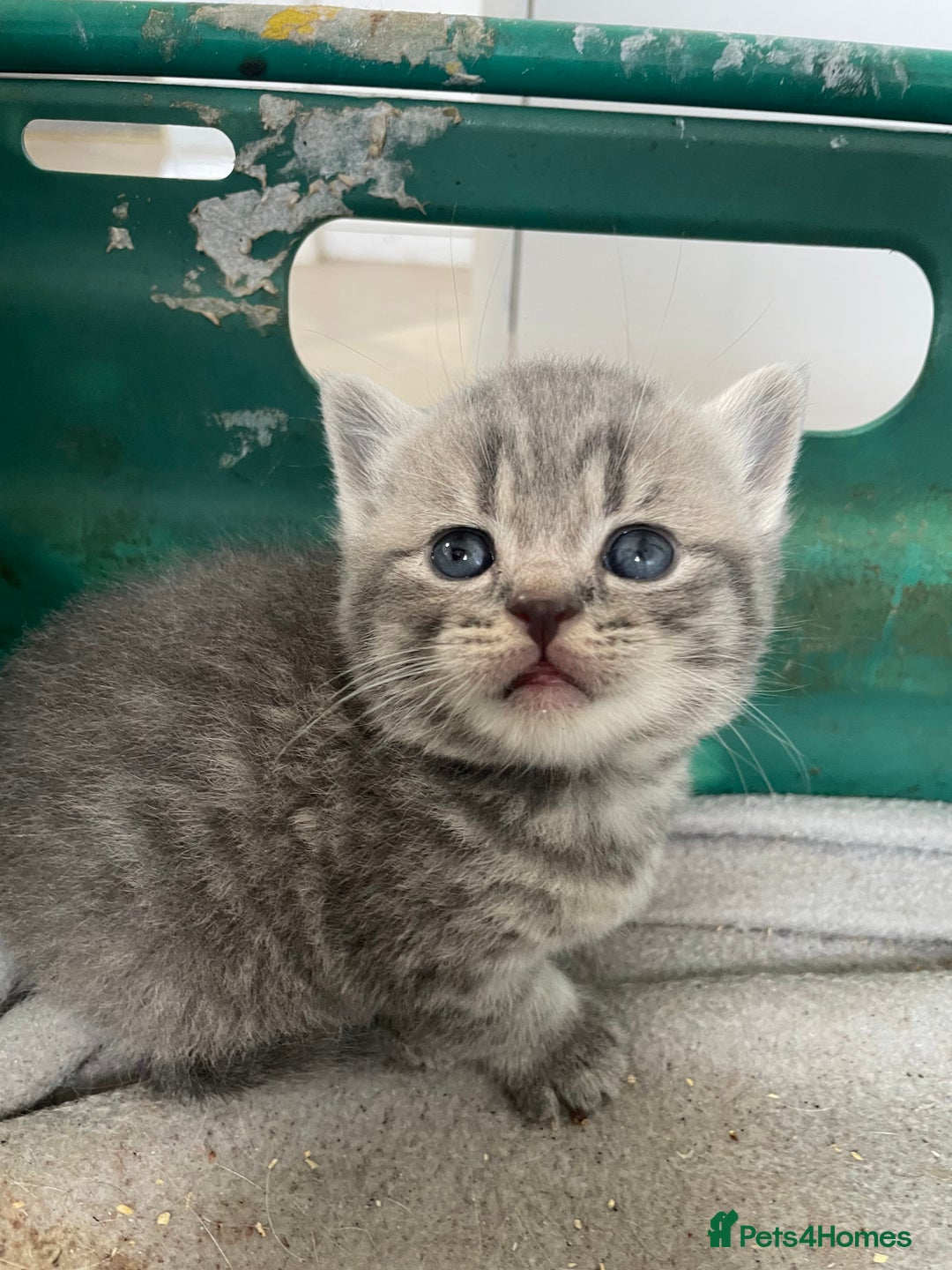 Scottish Fold cats for sale: Pedigree Scottish fold kittens for sale  - Image 2