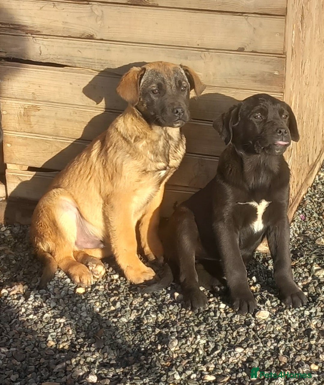 Mixed Breed dogs for sale: Cane corso x german shepherd puppies - Advert 4