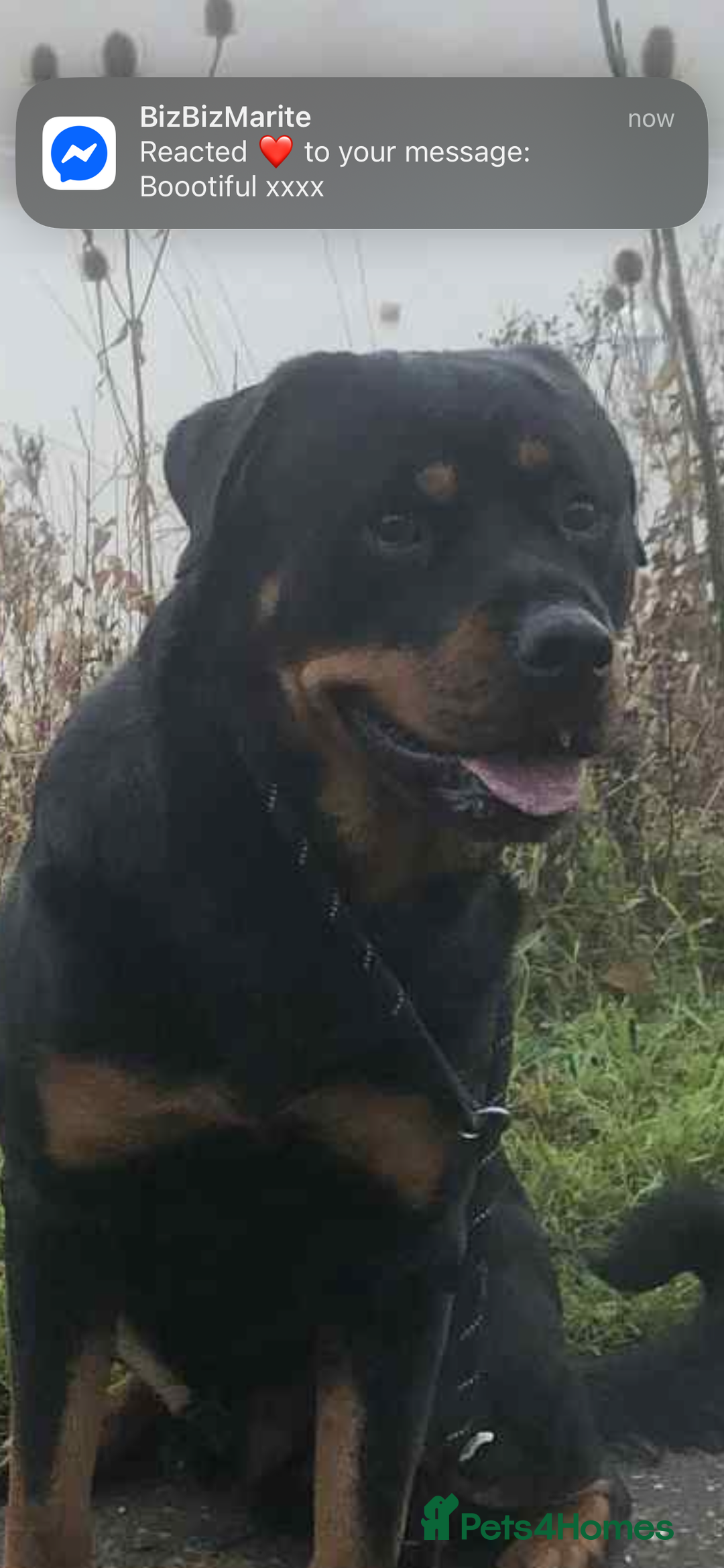 Mixed Breed dogs for sale: 4 stunning boys and 5 even more stunning girls - Advert 17