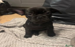 French Bulldog dogs for sale: French bulldogs ready now!  - Image 3