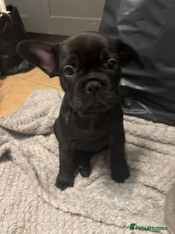 French Bulldog dogs - Advert 7