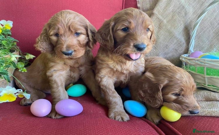 Irish Doodle dogs - Advert 8