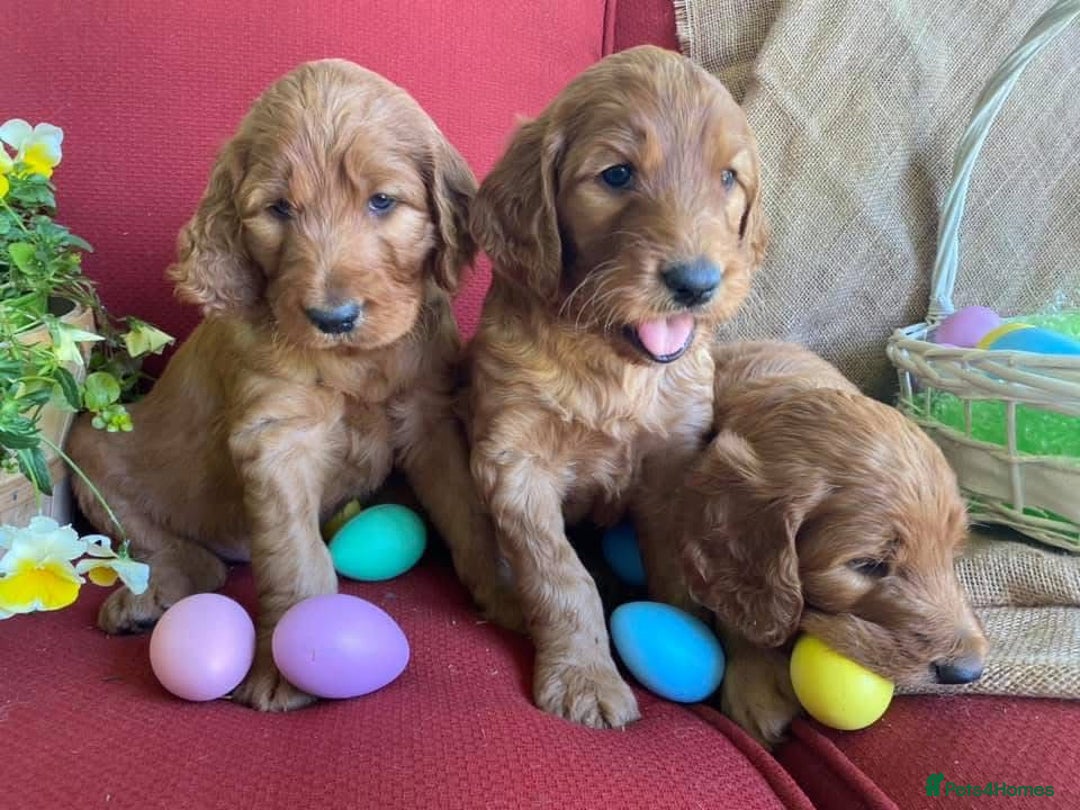 Irish Doodle dogs for sale: STUNNING IRISH DOODLES HEALTH CHECKED  - Image 1