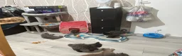 Mixed Breed cats for sale: Kitten - Advert 1