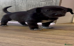 Mixed Breed dogs for sale: ONE PUPPY Left Pomsky x miniature dachshund pups  - Image 6