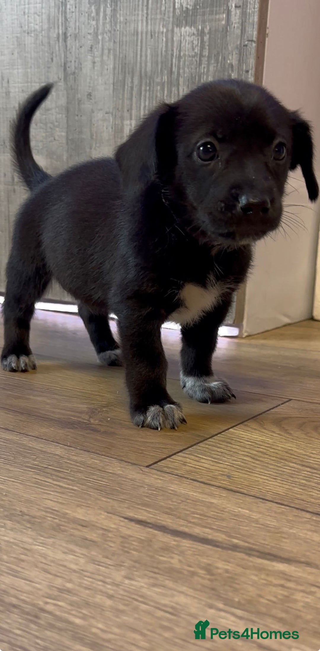 Mixed Breed dogs for sale: ONE PUPPY Left Pomsky x miniature dachshund pups  - Image 6